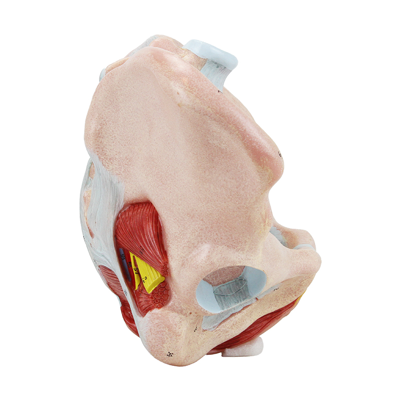 modelo anatomico ES32