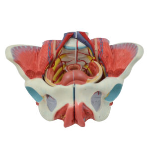 Pelve Feminina com Músculo Ligamento Vaso e Nervo em 4 Partes ES33, mostra uma dissecção aberta pela seção sagital mediana da pelve.