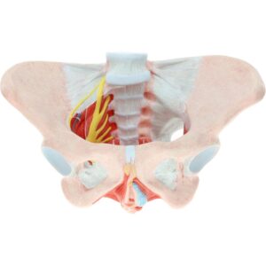 Pelve Feminina com ligamentos Vasos Nervo e Assoalho pélvico ES32 tamanho natural, pintada à mão, genitais externos, internos e nervos.