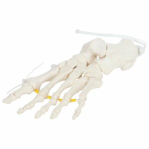 Esqueleto do Pé acordado em nylon ES302 é um modelo em tamanho natural montado com fios de nylon tornando-o flexível.