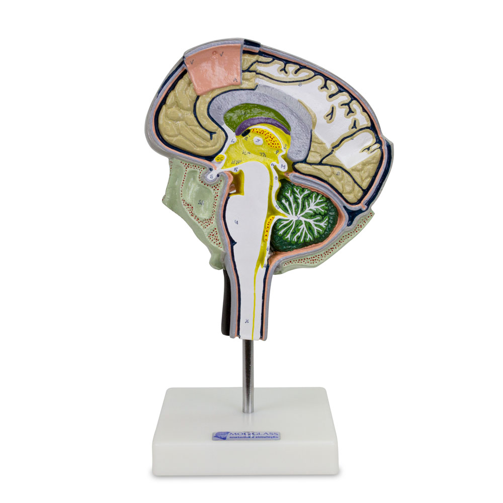 Modelo da Seção do Cérebro A79 