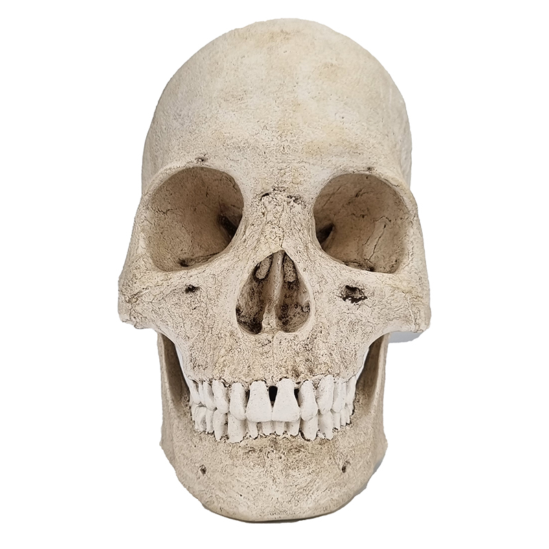Crânio de Luxo Masculino 2 partes CR220