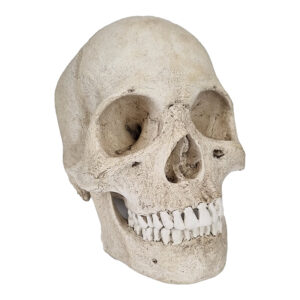Crânio de Luxo Masculino 2 partes CR220 é uma réplica de alto realismo, moldada em hidrostona, reproduz perfeitamente o crânio humano.