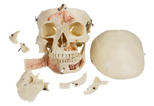 Crânio de Luxo para demonstração 14 Peças SK14, modelo em tamanho natural criado e montado a partir de um molde natural rico em detalhes.