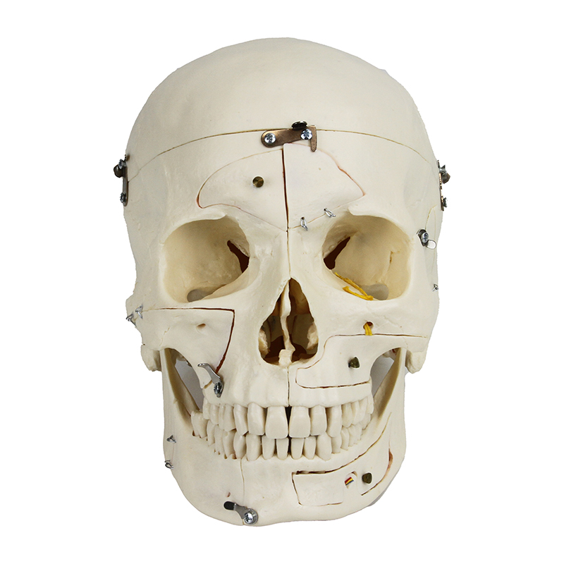 Crânio de Luxo para demonstração 14 partes SK14 frontal