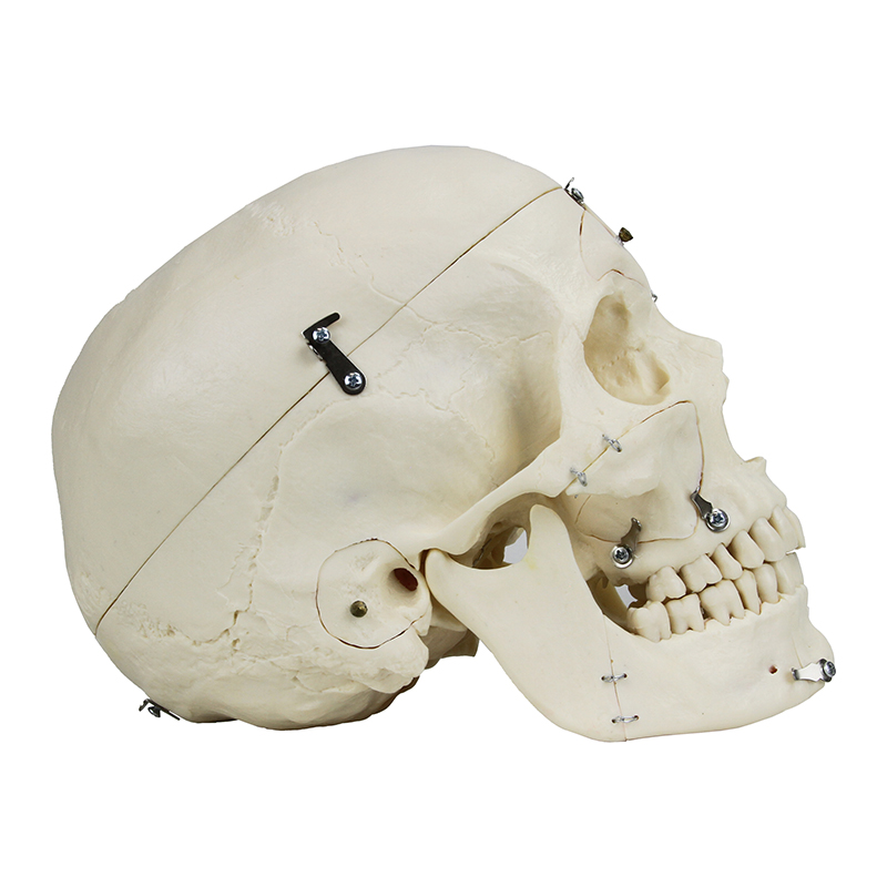 Crânio de Luxo para demonstração 14 partes SK14 lateral direita