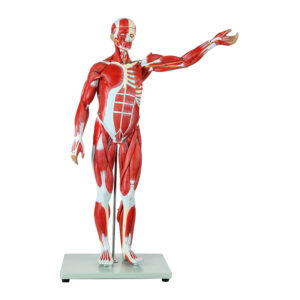 Figura Muscular 1/2 do tamanho natural 27 partes FM56 é um modelo antômico com  órgãos removíveis e detalhado para melhor compreensão. 