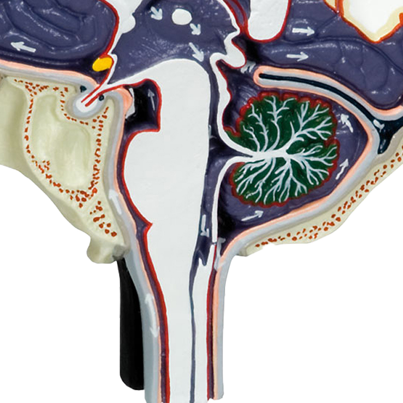 Modelo da Circulação do Líquido Cefalorraquidiano MogiGlass Anatomia e Simulação