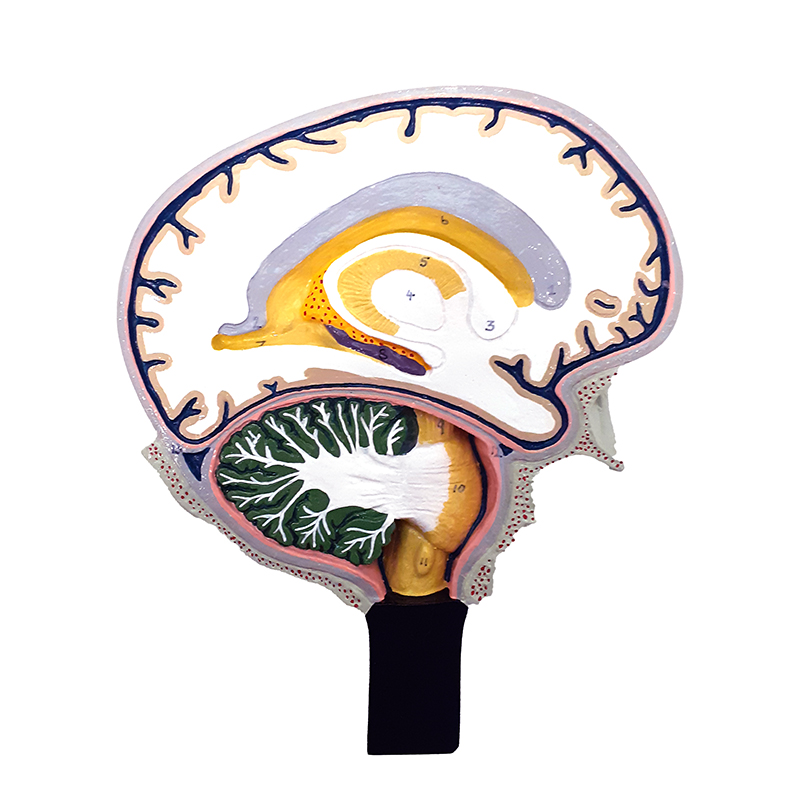 Modelo da Seção do Cérebro A79 lateral direita