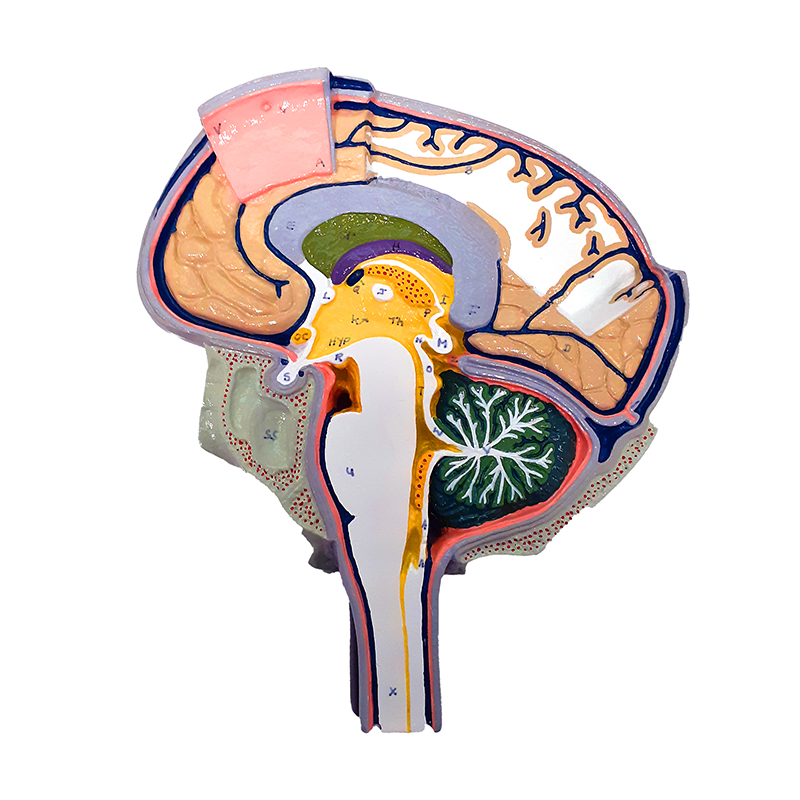 Modelo da Seção do Cérebro A79 lateral esquerda