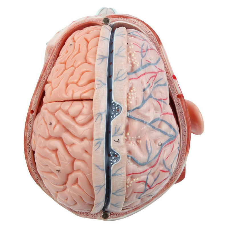 modelo CA051 caixa craniana com cérebro