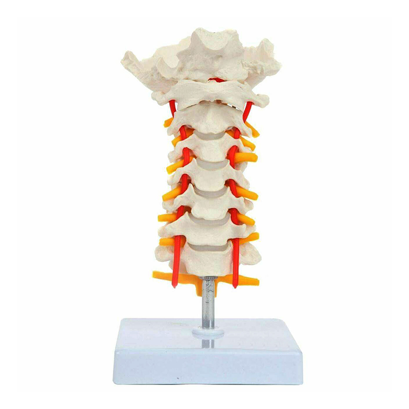 Coluna vertebral cervical CL72