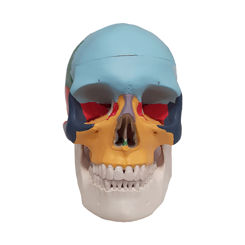 Cranio Didatico colorido 3 partes CR24 frente