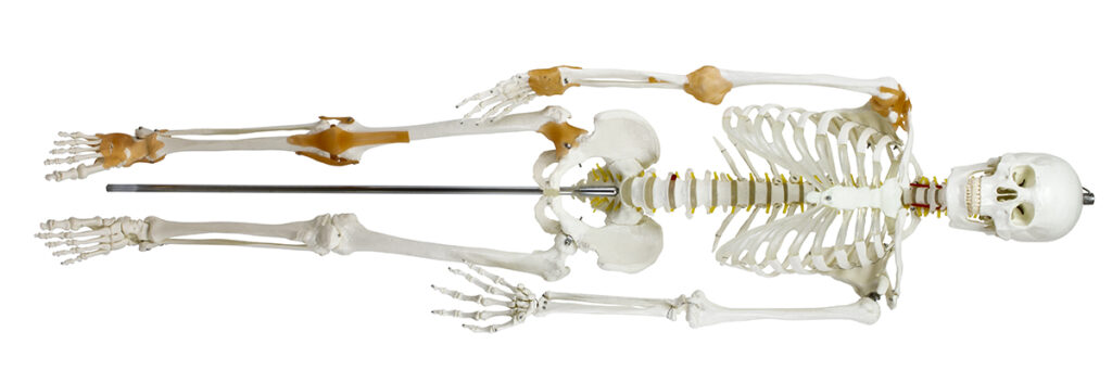 Esqueleto com ligamentos ES12