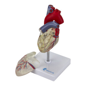 Coração Transparente com Sistema Condutor 2 partes CO084