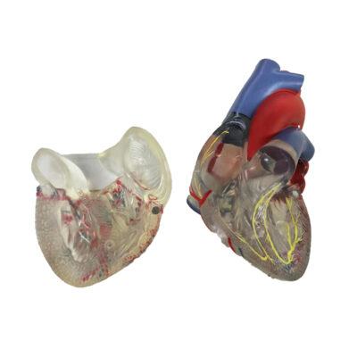 Coração Transparente com Sistema Condutor 2 partes CO084