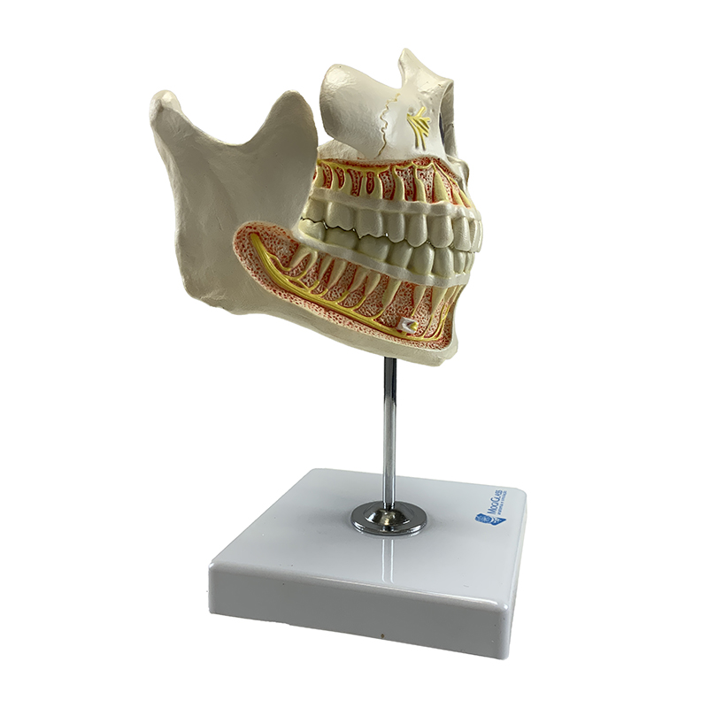 Dentição DE281