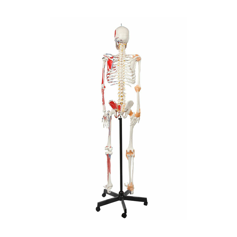 Esqueleto Adulto Ligamentos e Músculos ES13 costas