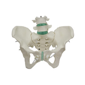 Esqueleto Pélvico Feminino Flexível com Vértebra Lombar ES63