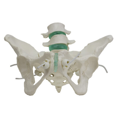 Esqueleto Pélvico Feminino Flexível com Vértebra Lombar ES63