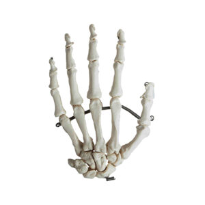 Esqueleto da Mão montado em arame ES40 tamanho natural de um adulto de tamanho médio, com juntas articuladas em arame.