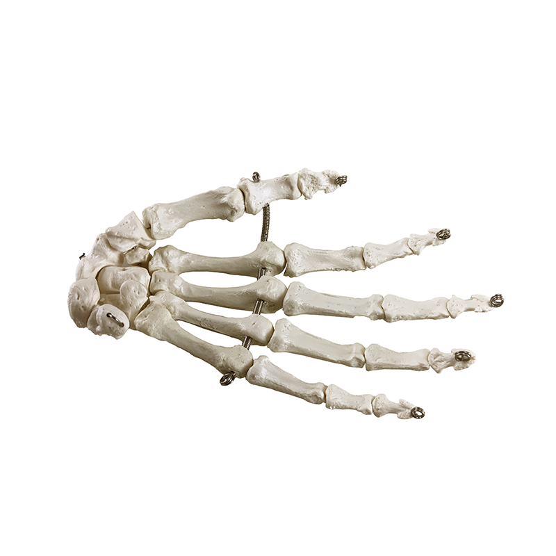 Esqueleto da Mão montado em arame ES40