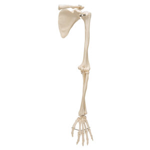 Esqueleto do Braço com Escápula e Clavícula ES46 tamanho natural que inclui o modelo de mão articulada é uma réplica do braço humano. 