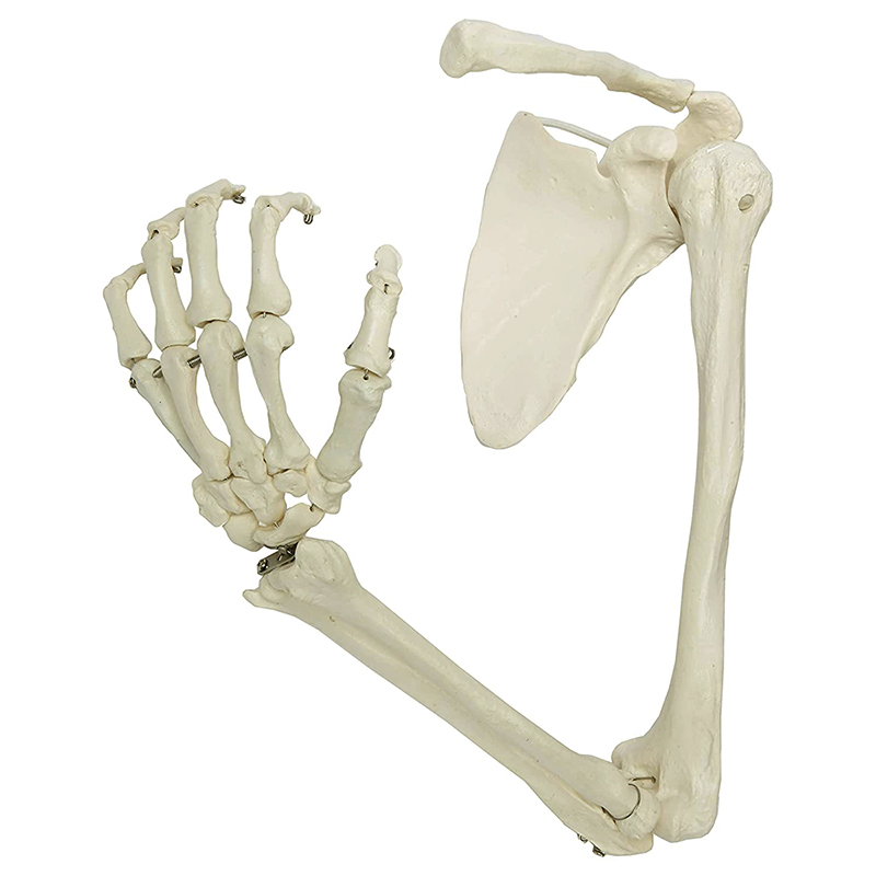 Esqueleto do Braço com Escápula e Clavícula ES46