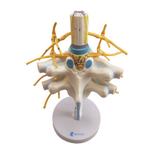 Vértebras Torácicas com Medula Espinhal CL75 ampliado 2 vezes com 2 vértebras torácicas, nervuras e articulações costovertebrais. 