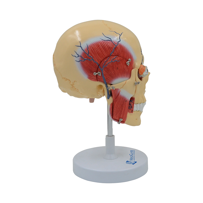 Crânio Luxo com Músculos Mastigação e Nervos 5 partes CR27