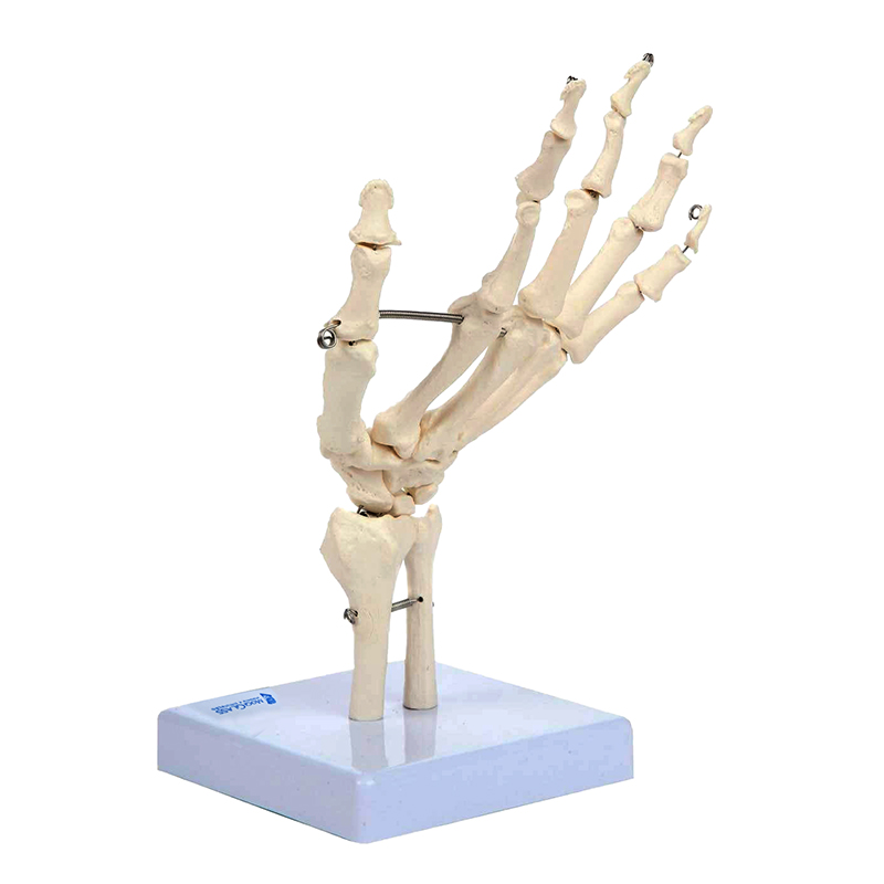 Esqueleto da Mão Montado em suporte ES39