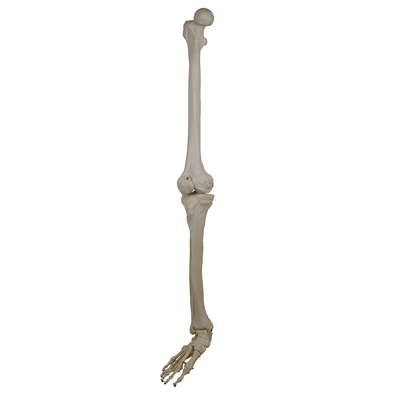 Esqueleto da Perna ES35