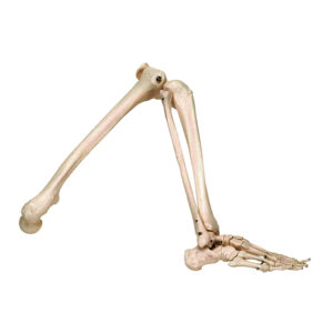 Esqueleto da Perna ES35