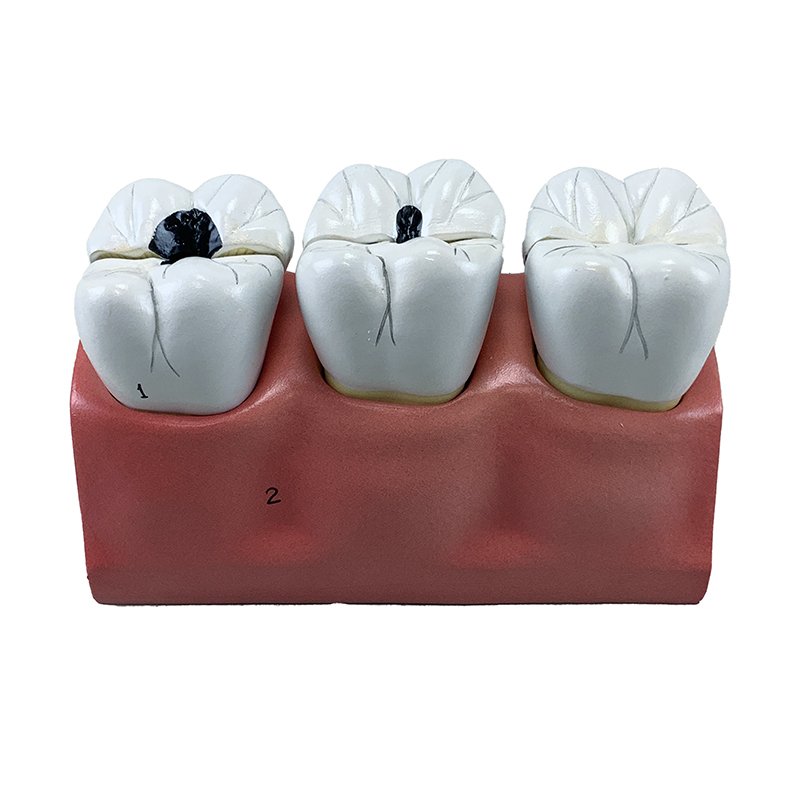 Morfologia Dental Ampliado 4 Vezes 7 Partes DE12