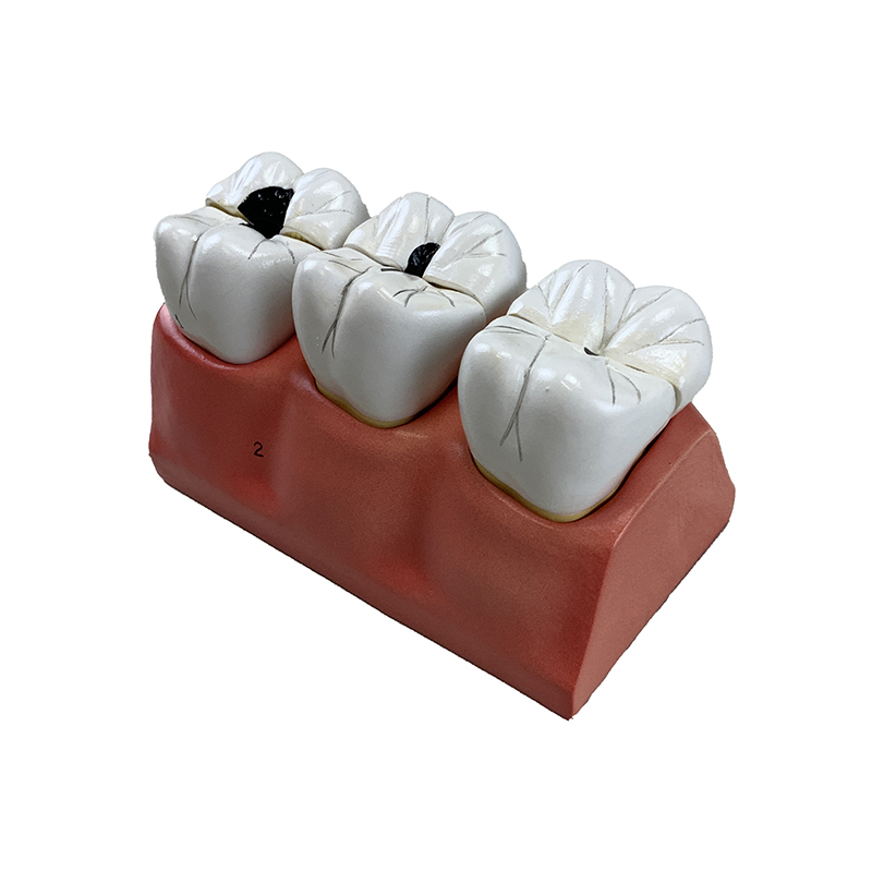 Morfologia Dental Ampliado 4 Vezes 7 Partes DE12