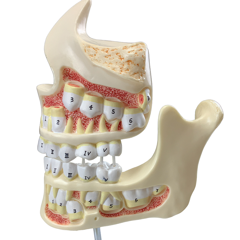 desenvolvimento da dentição DE107