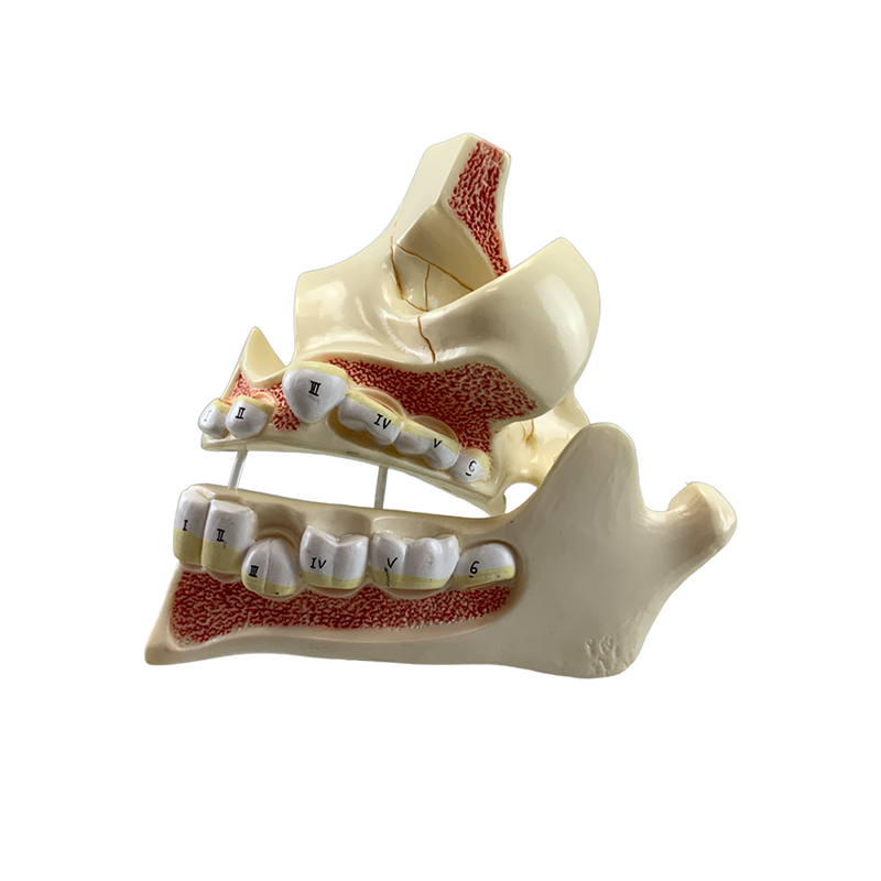 desenvolvimento da dentição DE107