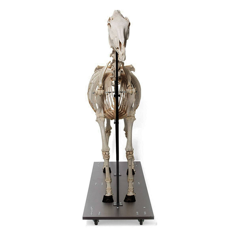 Esqueleto Equino Natural articulado (Equus Ferus Caballus) VET50