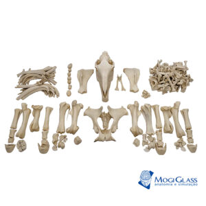 Esqueleto Equino Natural desarticulado (Equus Ferus Caballus) VET51 modelo de ossos reais desmontado de um equino adulto em tamanho natural. 