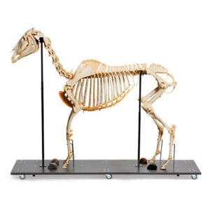 Esqueleto Equino Natural articulado