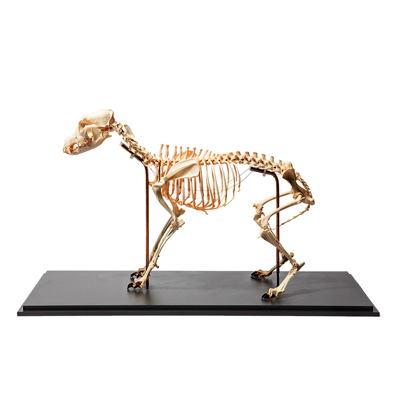 Esqueleto do Cachorro (canis Lupus Familiaris) VET20
