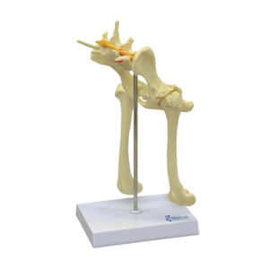 Pelve Canina Quadril VET208 modelo de tamanho médio, com ossos normais e com osteoartríte, para demonstrar como afeta os cães. 
