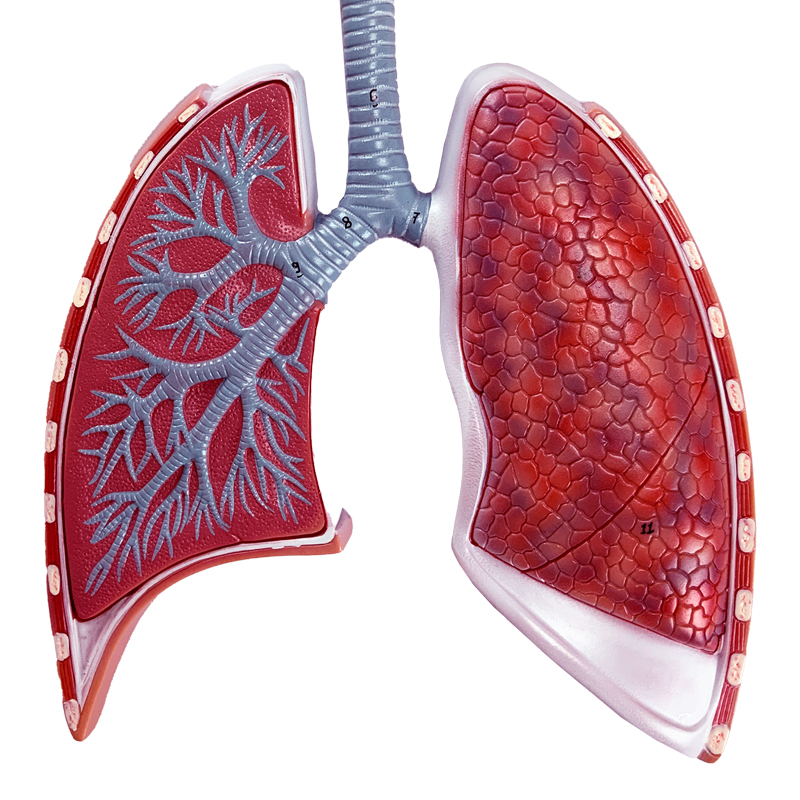 Sistema Respiratório Alvéolo Ampliado 150 vezes PU62