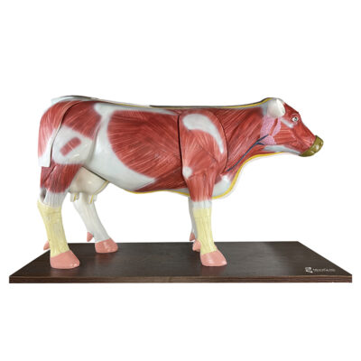 Anatomia da Vaca BI57 (Bos Taurus)