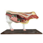 Anatomia da Vaca | MogiGlass Anatomia e Simulação