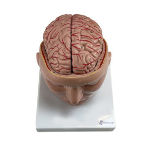 Cérebro com Artérias da Cabeça 9 partes CA25