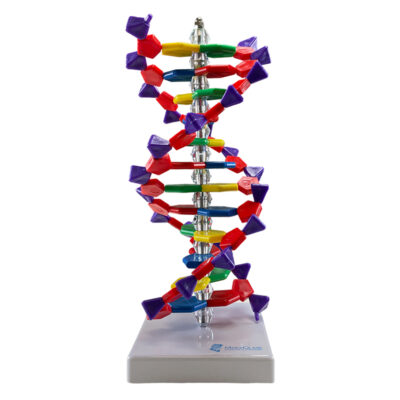 DNA de Dupla Hélice 12 pares BI23