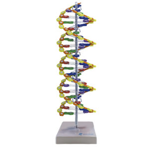 DNA de Dupla Hélice 24 pares BI24
