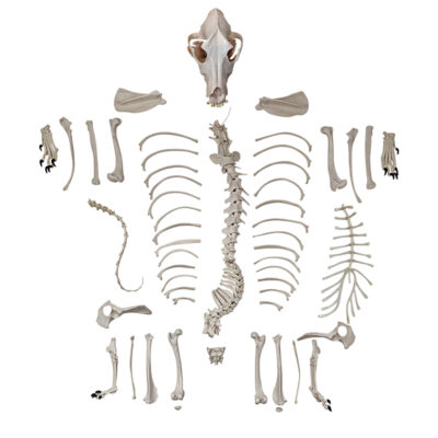 Esqueleto do cachorro desarticulado VET21