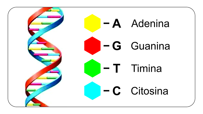 estrutura do DNA - 2